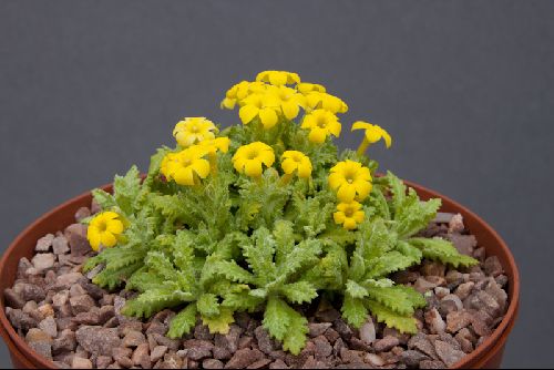 dionysia-viva-alpine-garden-society